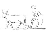 Ploughing with oxen